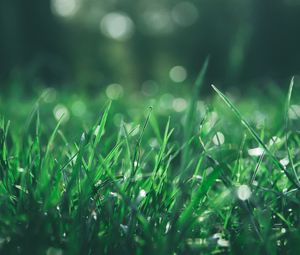 Preview wallpaper grass, macro, glare, bokeh, green
