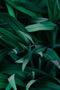 Preview wallpaper grass, macro, green, plants