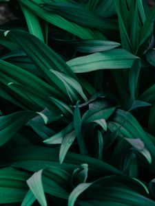 Preview wallpaper grass, macro, green, plants