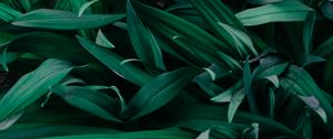 Preview wallpaper grass, macro, green, plants