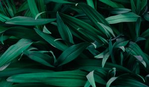 Preview wallpaper grass, macro, green, plants