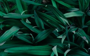 Preview wallpaper grass, macro, green, plants