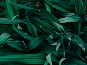 Preview wallpaper grass, macro, green, plants