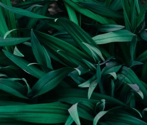 Preview wallpaper grass, macro, green, plants