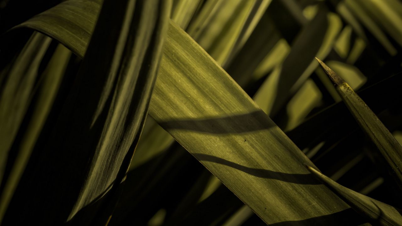 Wallpaper grass, macro, green, leaves