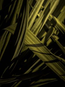 Preview wallpaper grass, macro, green, leaves