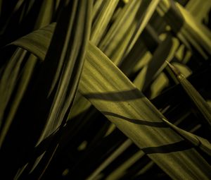 Preview wallpaper grass, macro, green, leaves