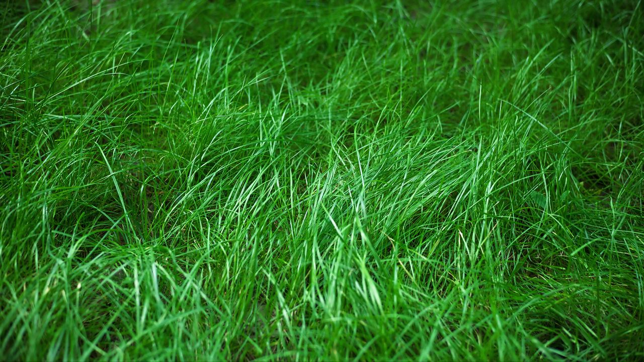 Wallpaper grass, macro, green, plant