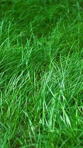 Preview wallpaper grass, macro, green, plant