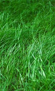 Preview wallpaper grass, macro, green, plant