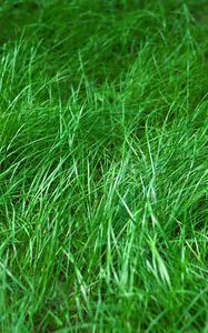Preview wallpaper grass, macro, green, plant