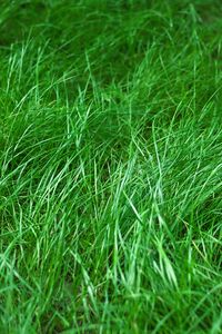 Preview wallpaper grass, macro, green, plant