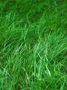 Preview wallpaper grass, macro, green, plant