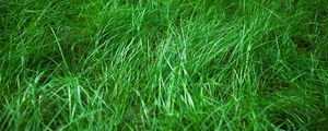 Preview wallpaper grass, macro, green, plant