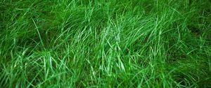 Preview wallpaper grass, macro, green, plant