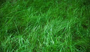 Preview wallpaper grass, macro, green, plant