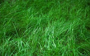 Preview wallpaper grass, macro, green, plant