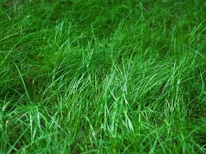 Preview wallpaper grass, macro, green, plant