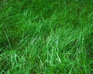 Preview wallpaper grass, macro, green, plant