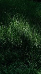 Preview wallpaper grass, macro, green, meadow
