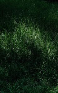 Preview wallpaper grass, macro, green, meadow