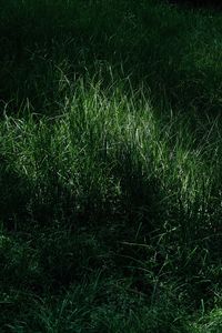 Preview wallpaper grass, macro, green, meadow