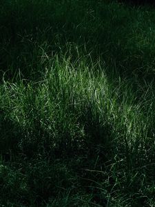Preview wallpaper grass, macro, green, meadow