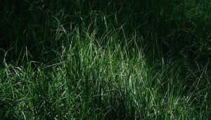 Preview wallpaper grass, macro, green, meadow