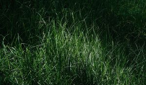 Preview wallpaper grass, macro, green, meadow
