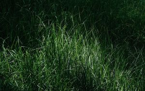 Preview wallpaper grass, macro, green, meadow
