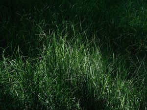 Preview wallpaper grass, macro, green, meadow