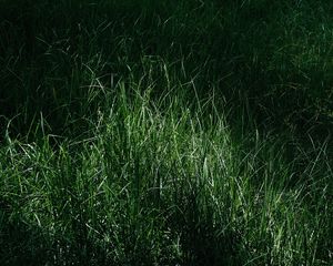 Preview wallpaper grass, macro, green, meadow