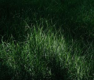 Preview wallpaper grass, macro, green, meadow