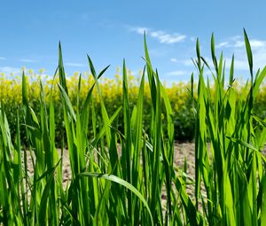 Preview wallpaper grass, macro, green