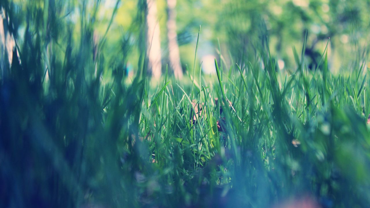 Wallpaper grass, macro, green, morning, dew, spring