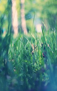 Preview wallpaper grass, macro, green, morning, dew, spring