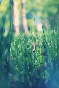 Preview wallpaper grass, macro, green, morning, dew, spring