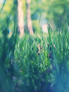 Preview wallpaper grass, macro, green, morning, dew, spring