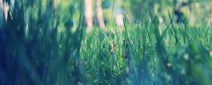 Preview wallpaper grass, macro, green, morning, dew, spring