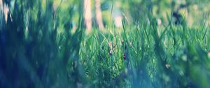 Preview wallpaper grass, macro, green, morning, dew, spring