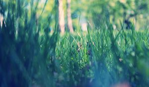 Preview wallpaper grass, macro, green, morning, dew, spring