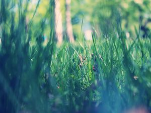 Preview wallpaper grass, macro, green, morning, dew, spring