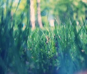 Preview wallpaper grass, macro, green, morning, dew, spring