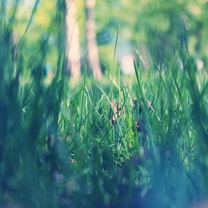 Preview wallpaper grass, macro, green, morning, dew, spring