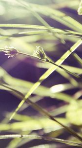 Preview wallpaper grass, macro, green, blur