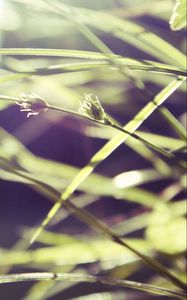 Preview wallpaper grass, macro, green, blur