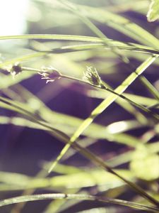 Preview wallpaper grass, macro, green, blur