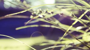 Preview wallpaper grass, macro, green, blur