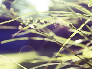 Preview wallpaper grass, macro, green, blur