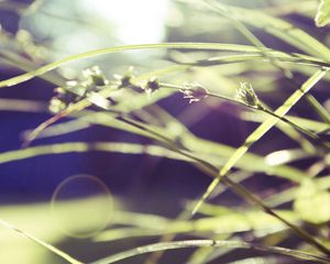 Preview wallpaper grass, macro, green, blur